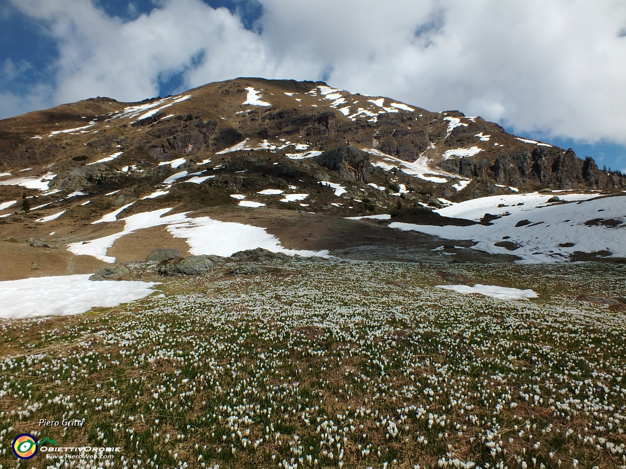 31 Distese di crocus in fiore....JPG